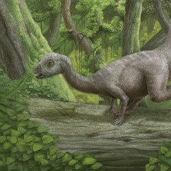 Hypsilophodon pictures